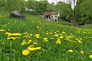 Monte Zucco (1232 m) da casa-Zogno (300 m) ad anello sui sent. CAI-505 e 505A il 16 maggio 2019 - FOTOGALLERY